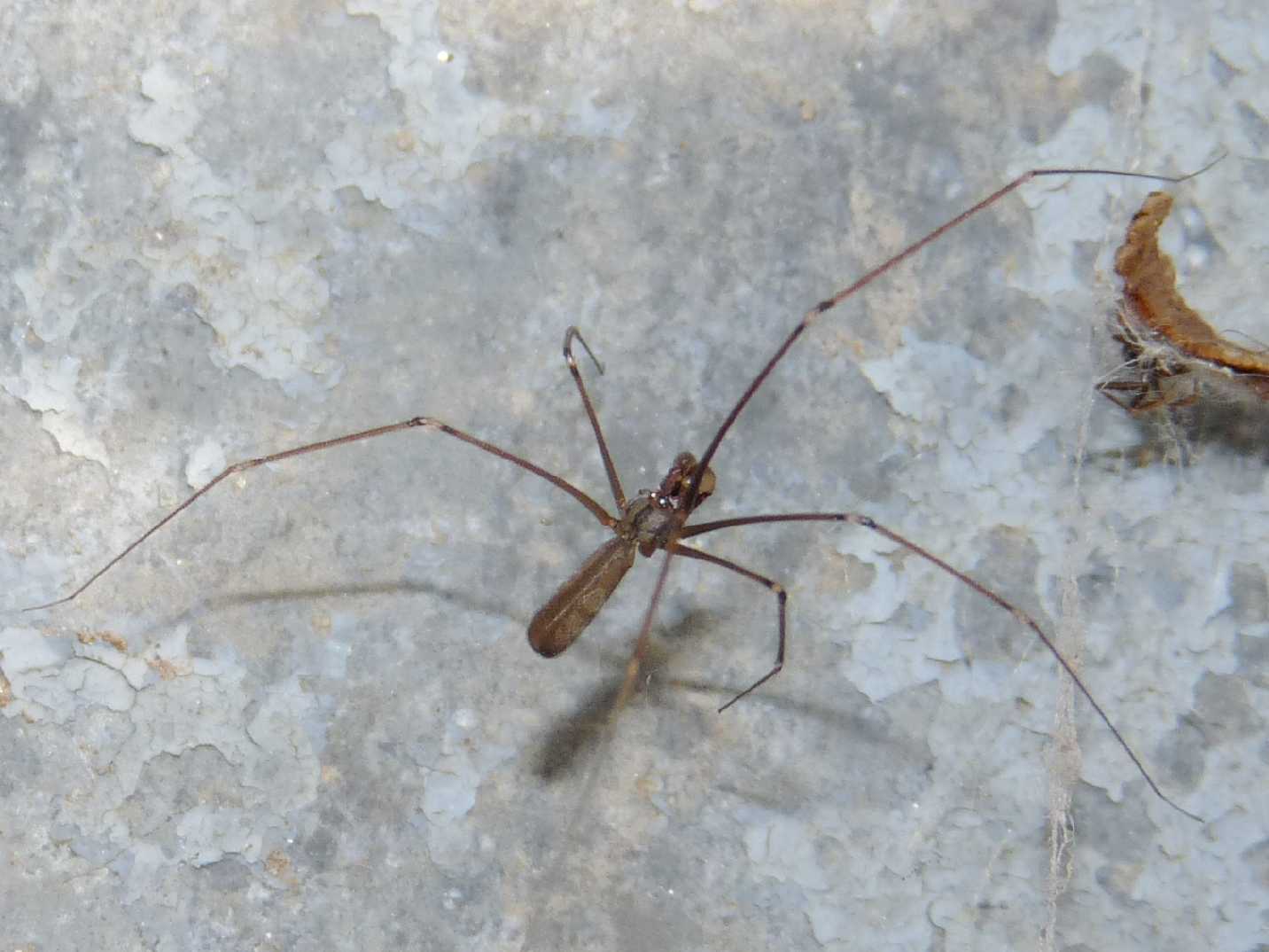 Pholcus phalangioides e Steatoda grossa